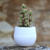 Mini Colourful Round Plastic Plant Flower Pot Garden Home Office Decor Planter Desktop Flower Pots Home Office Decoration