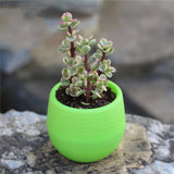 Mini Colourful Round Plastic Plant Flower Pot Garden Home Office Decor Planter Desktop Flower Pots Home Office Decoration